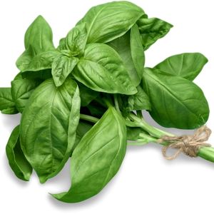 basil