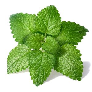 lemon balm