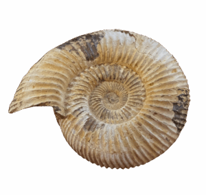 ammonite